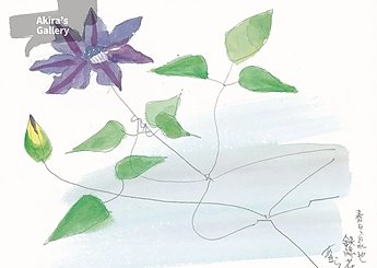 88 春日・白水池 鉄線の花のイメージ