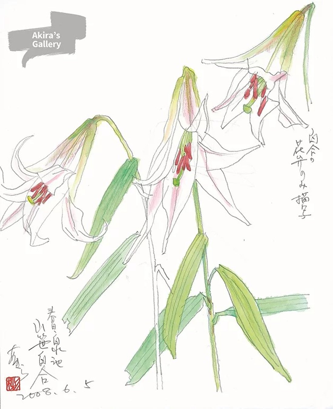 87 春日・白水池 山笹白百合