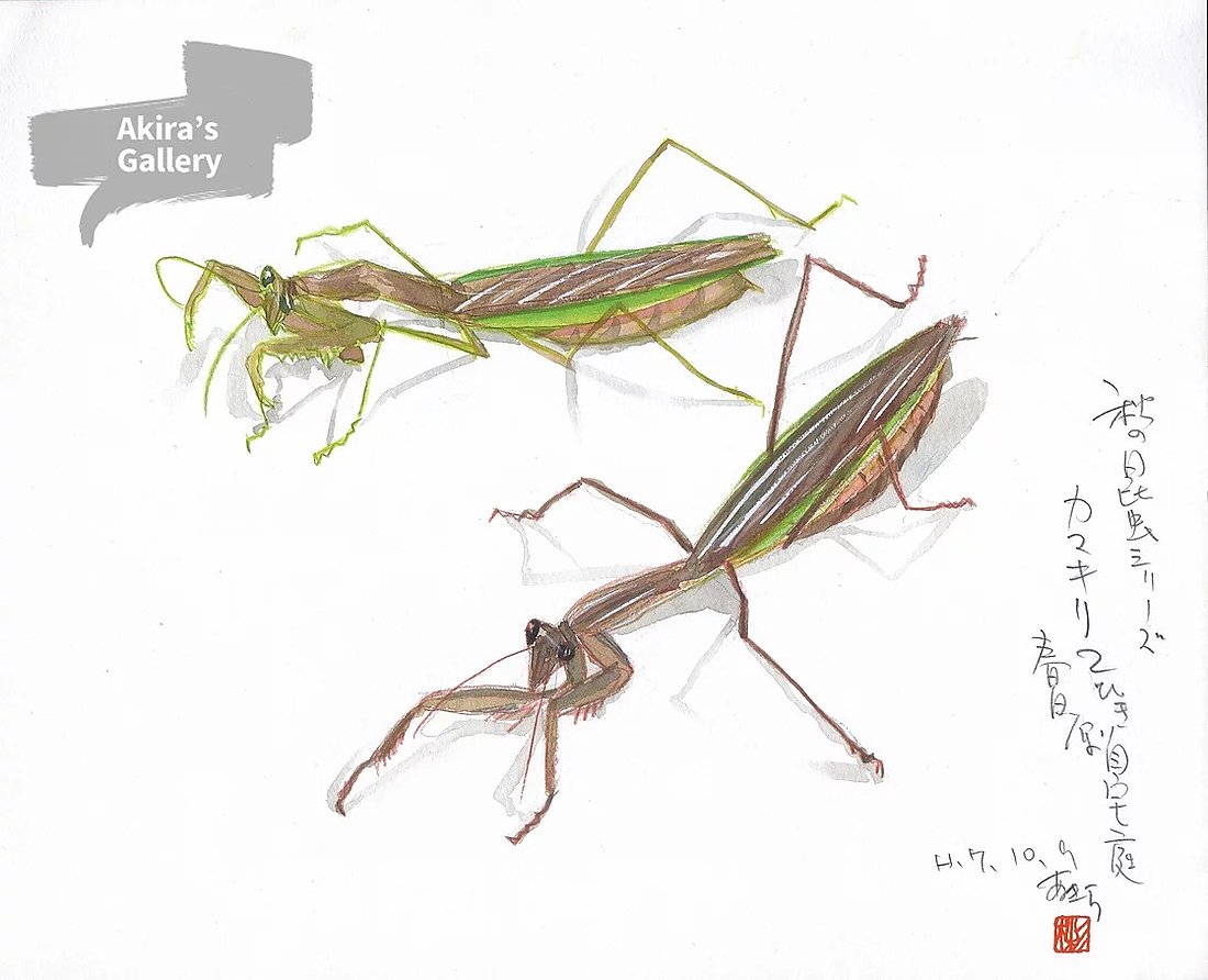 84 春日・白水池 秋のカマキリ2ひき