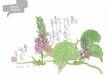 73 朝倉秋月の葛のイメージ
