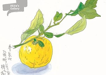 97 春日・白水池 お隣の柳さん宅の柚子の実のイメージ