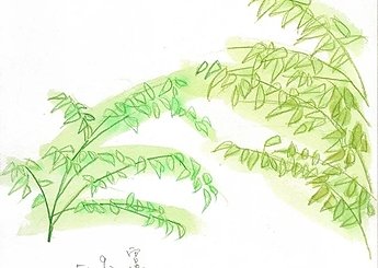 51 宮崎 飫肥城内樹の新芽の生え方のイメージ