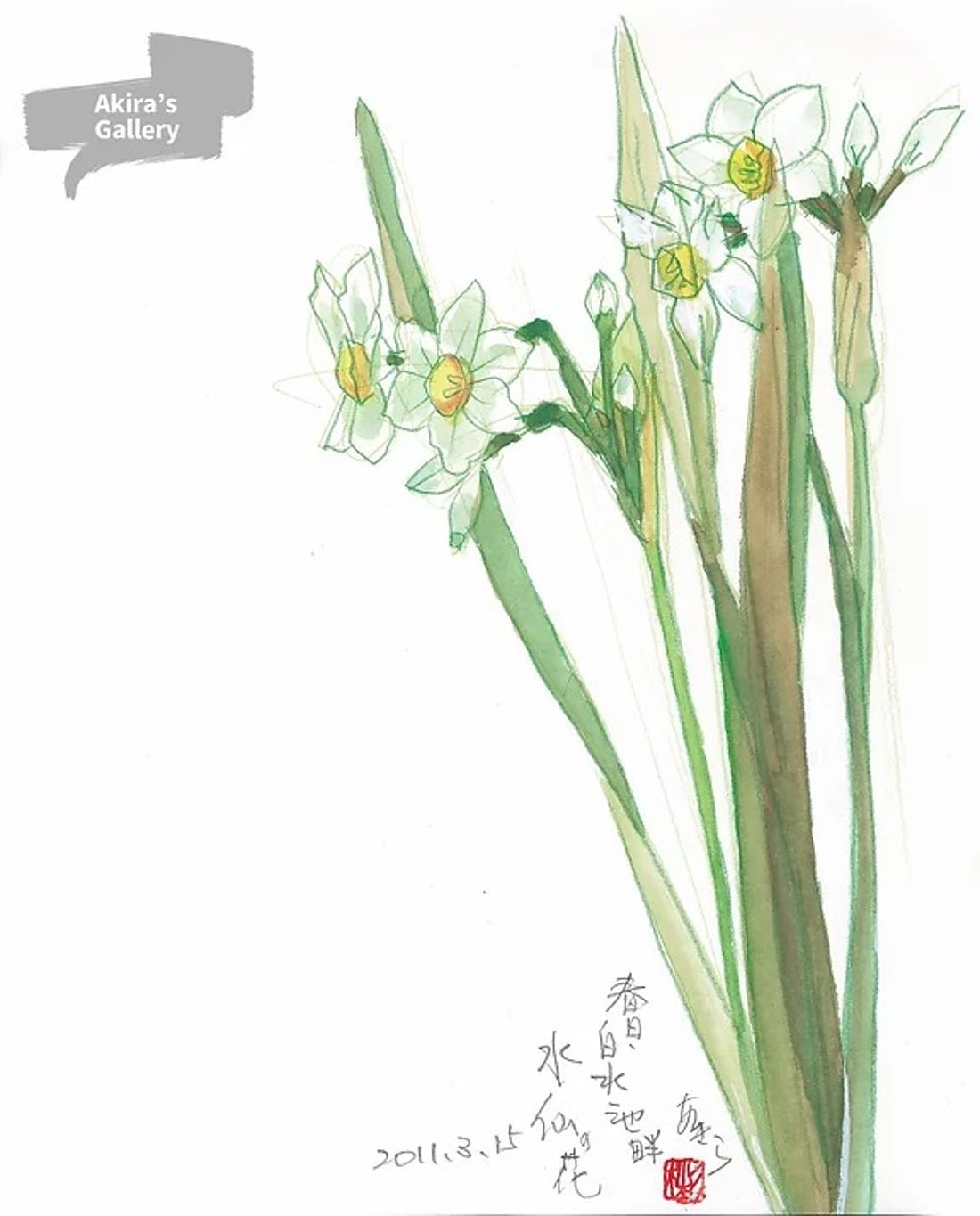 95 春日・白水池 水仙の花