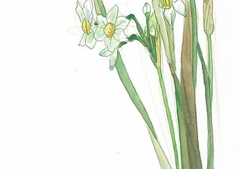 95 春日・白水池 水仙の花のイメージ