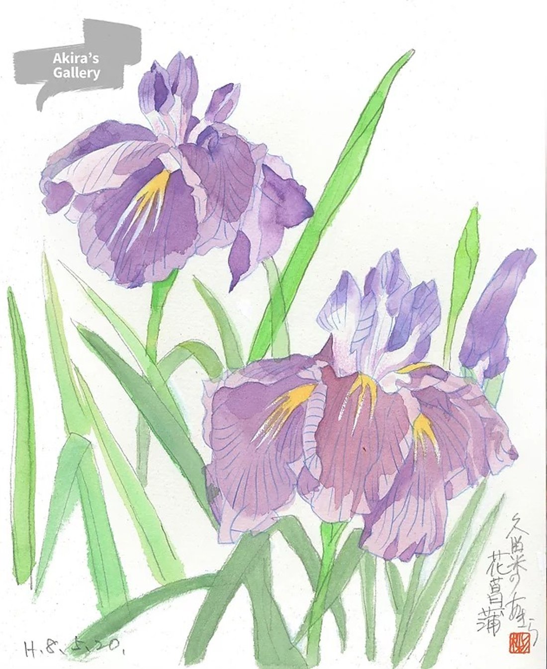 40 久留米の花菖蒲