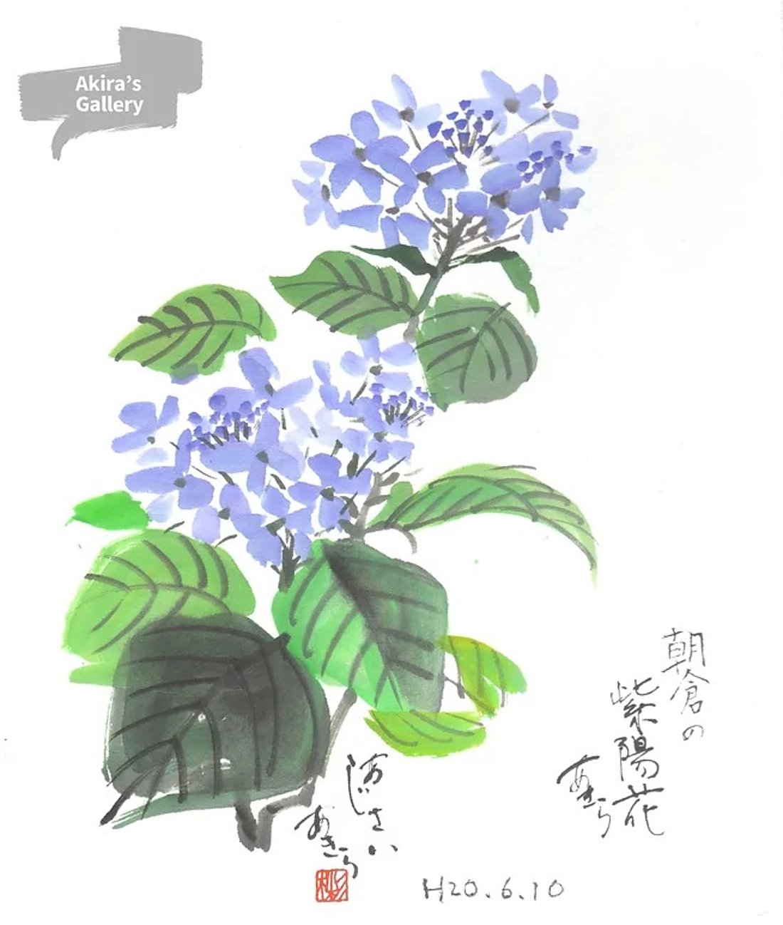 38 朝倉の紫陽花
