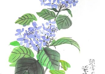 38 朝倉の紫陽花のイメージ