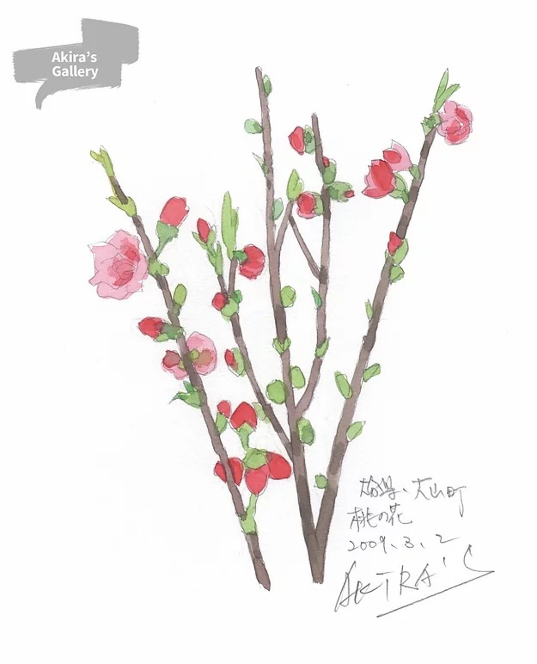 35 大山の桃の花