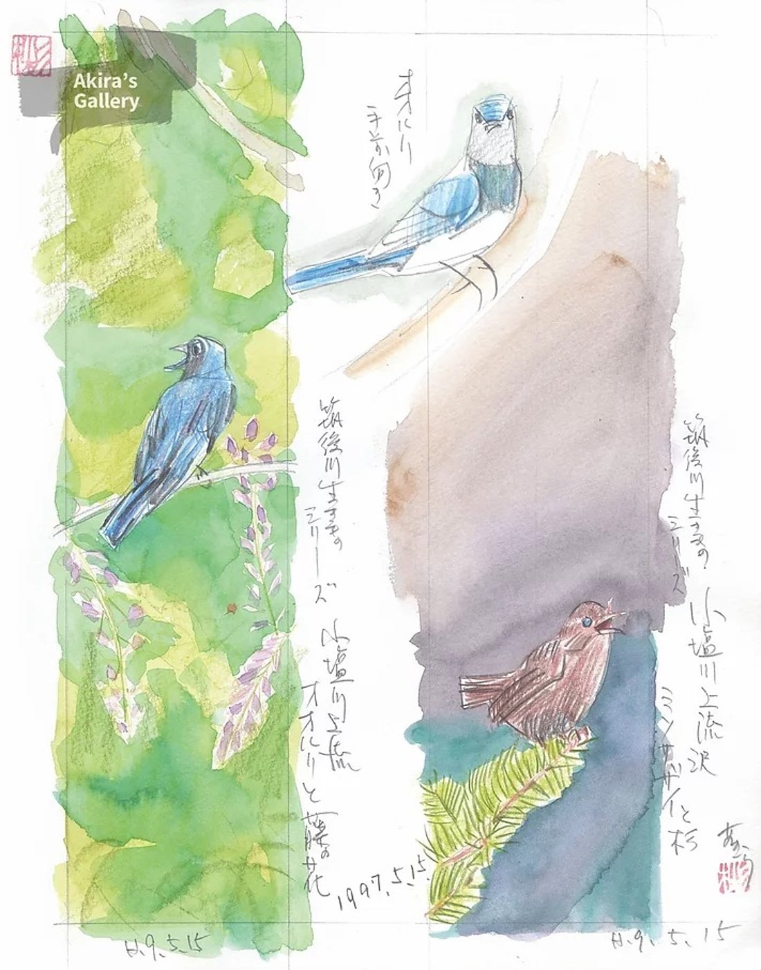 21 小塩川上流オオルリと藤の花 ミソゾザイと杉
