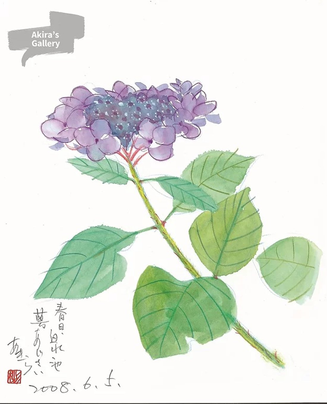91 春日・白水池 蕚あじさい