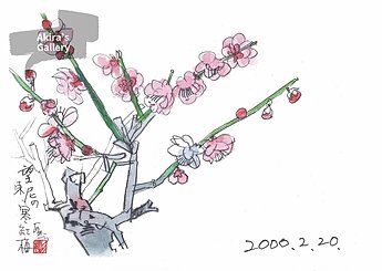105 福岡 寒紅梅のイメージ