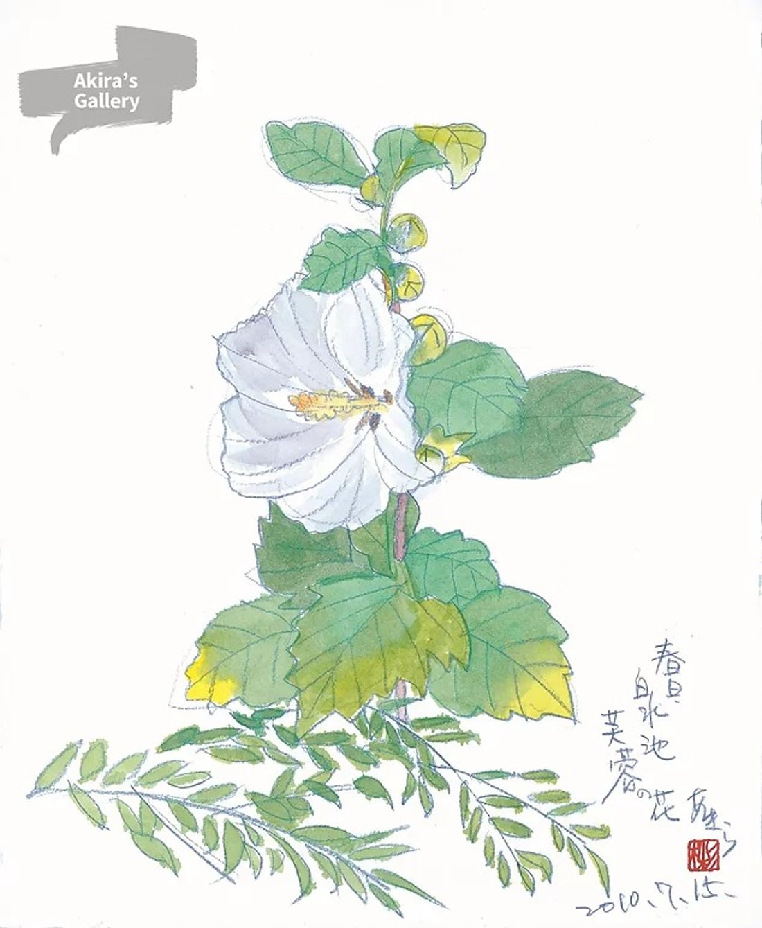 90 春日・白水池 芙蓉の花
