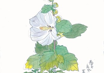 90 春日・白水池 芙蓉の花のイメージ