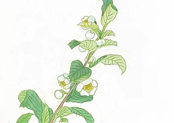 103 八女茶 お茶の花と樹のイメージ