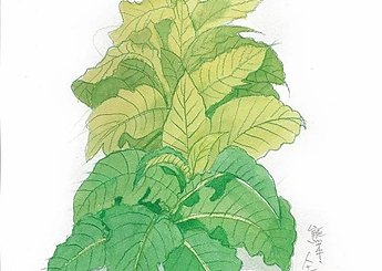 102 人吉鶴亀温泉 煙草の葉のイメージ