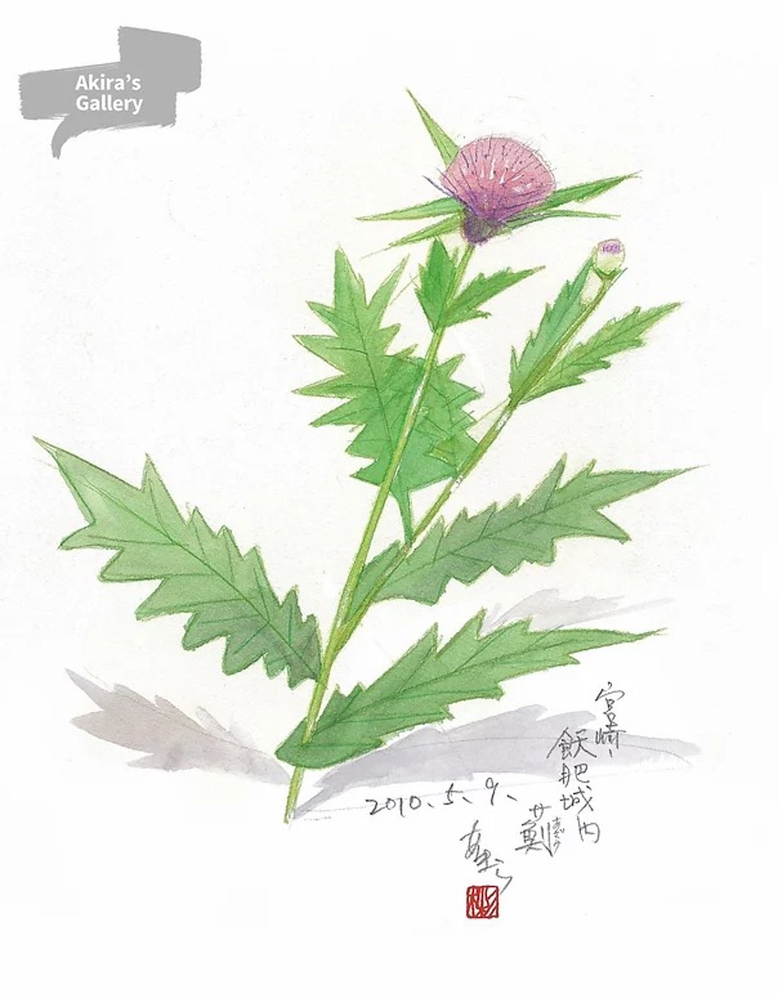 101 宮崎 飫肥城の薊（あざみ）