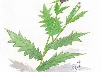 101 宮崎 飫肥城の薊（あざみ）のイメージ