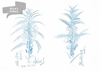 100 ごまの花と実の絵のイメージ